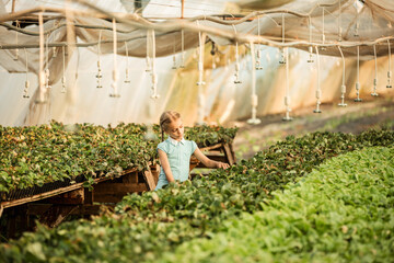 young girl takes care of growing strawberries in a greenhouse farm, agriculture, small business concept.