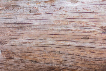 Fototapeta premium Close up rustic wood trunk with grain texture in vintage style. Surface of old wooden plank 