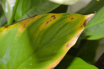 Dry leaf fallen from an old tree
