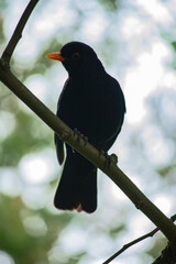 blackbird on a tree branch in Azores island