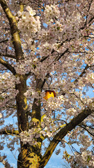 White blooming sakura with a birdhouse in the sun's rays, on the background - the blue sky.