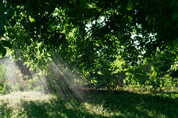 Sunlight filtering through lush green leaves, creating a serene and refreshing atmosphere with visible water droplets sparkling in the light