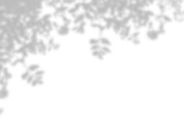 Realistic branch leaf shadow on the corner of transparent background. Natural shadow of tropical...