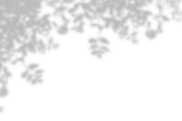 Realistic branch leaf shadow on the corner of transparent background. Natural shadow of tropical plant leaves shade. Minimal summer spring decoration design elements. Mock up Product Presentation	
