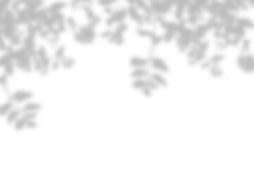 Gray shadow overlay effect. Natural branch leaf shadows isolated on transparent background. tree leaf, foliage branch silhouette decoration. Design element object for Summer, Mockup for spring, PNG   