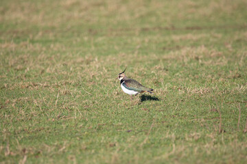 Northern Lapwing on a grassy background.