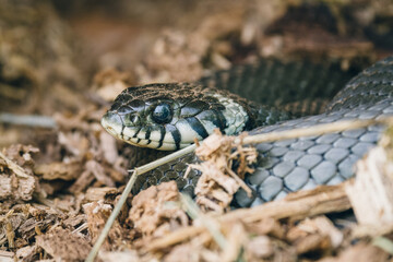 close up of a snake