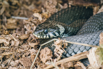 close up of a snake