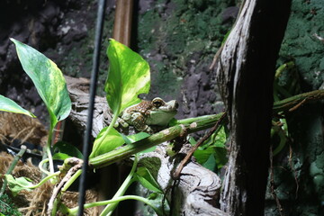 frog sitting in a tree