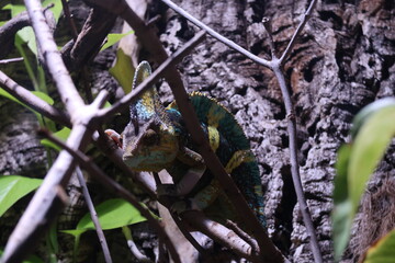 chameleon sitting on a branch