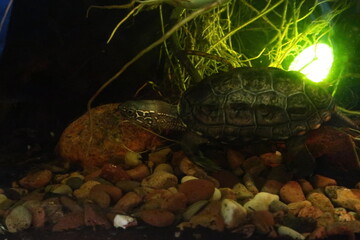 turtle swimming underwater