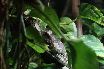 frog sitting in a tree