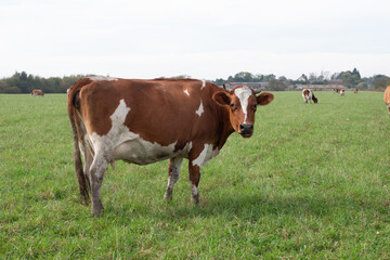Cows graze on the pasture of the farm. Agriculture. Cattle breeding.