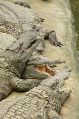 Closeup on large freshwater Nile crocodile, Crocodylus niloticus basking in the sun