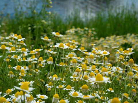 Medicinal chamomile, Matricaria chamomilla L. on the lake shore.