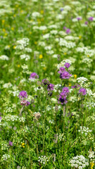 Fototapeta premium Meadow with wildflowers. Lilac cornflower meadow and white yarrow on background of green grass. Vertical image