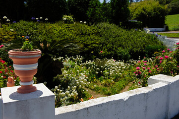 flowers in the garden