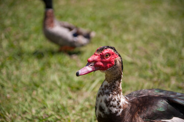 duck in the grass