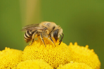Closeup on a small Cellophane solitary bee, Colletes daviesanus on a yellow flower of it's host plant, Tansy or Tanacetum vulgare
