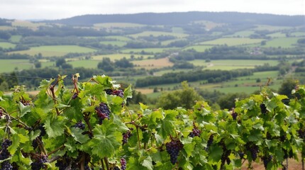 Fototapeta premium Ripe grapes in vineyard 