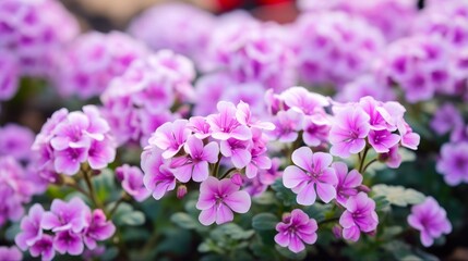 Obraz premium Beautiful Closeup of Kanna Plant in Garden. Blossoming Flowers in Spring and Summer Field