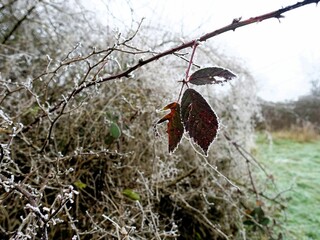 Frosted Leaf in Winter