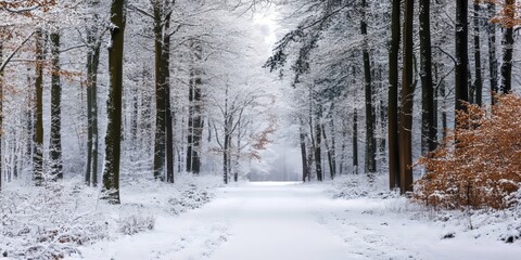 Fototapeta premium Snow Covered Path Through A Winter Forest