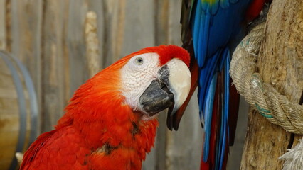 closeup of a parrot