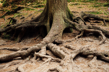 Spruce roots in National Park, Czech Republic, Europe
