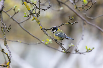 A bird on a branch in spring.