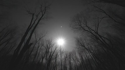 Sunlit Winter Forest Canopy Bare Trees