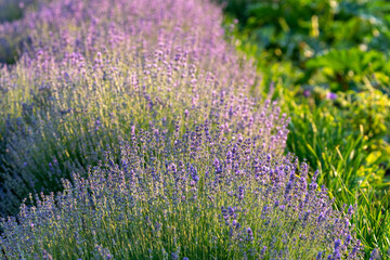Blooming violet lavender bushes during the sunset in the Kyiv botanical garden in the summer.  