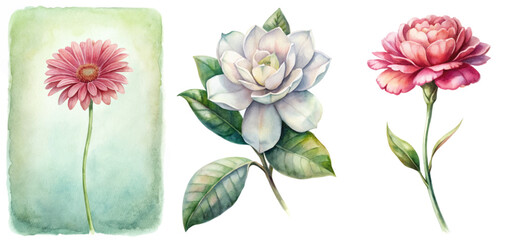 Watercolor flower illustrations, vibrant floral designs, botanical art, elegant nature prints, soft color palette.