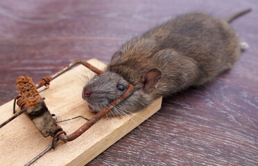 Rat in a mousetrap. Rat caught in a mousetrap. Catching rats, mice and rodents in house. Hunting...