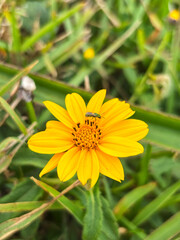 Macro photo of yellow flower of coastal vegetation