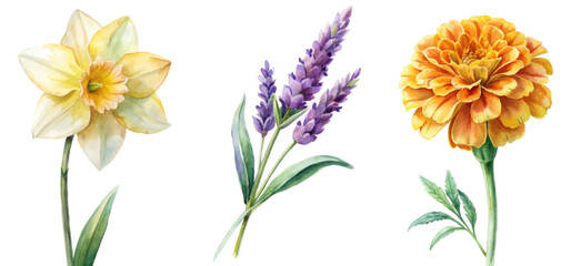 Vibrant watercolor flowers, daffodil and lavender, marigold arrangement, botanical illustration, nature-inspired decor.