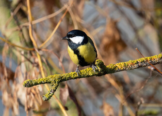 Great Tit On Branch Perches Peacefully