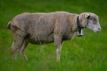 Obraz premium Long haired sheep with copper bell in herd on pasture. The sheep in the meadows. Sheep pasture on an farm, close up. Sheep eating grass on a field. Sheeps grazing.