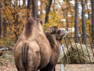 Bactrian Camels Eat Hay On Farm