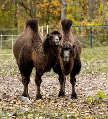 Bactrian Camels Stand Against Backdrop Of Trees In Autumn