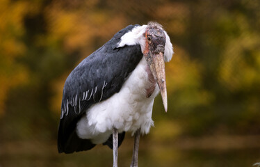 Stork Marabou Stands Near Lake In Autumn