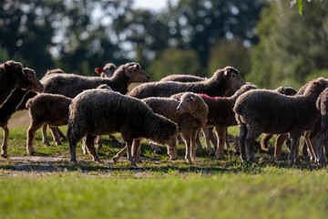 Flock Of Sheep At Sunset Paints Serene Picture