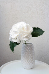 Fresh white hydrangea flower in the white vase