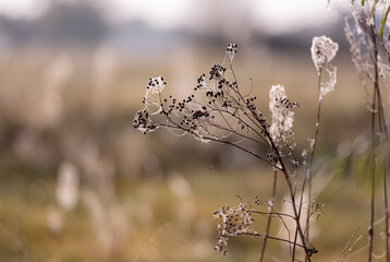 Fototapeta premium Dew-Laden Spiderwebs Adorn Withered Grass In Foggy Macro Photography
