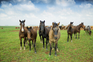 Fotos diversas, paisagem, campo, churrasco