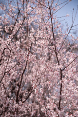 cherry pink tree blossom sakura forest 