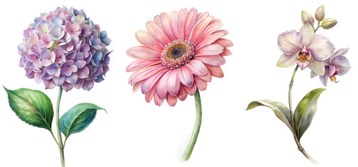 Beautiful watercolor flowers, vibrant floral illustration, delicate petals, botanical art, nature-inspired design.