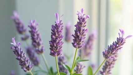 Naklejka premium Closeup Purple Lavender Flowers Bouquet Nature Photography