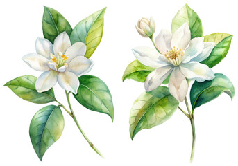 Watercolor floral illustration, white flowers, green leaves, botanical art, nature-inspired design, home decor, print ready.