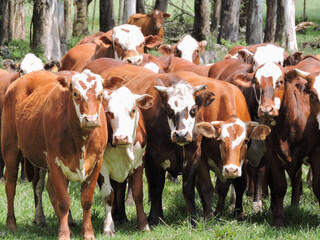 Fotos diversas, paisagem, campo, churrasco